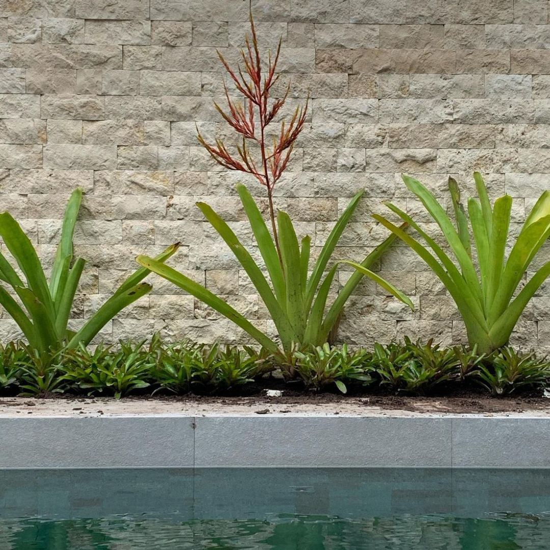 Rockface Turco (10cm x livre)